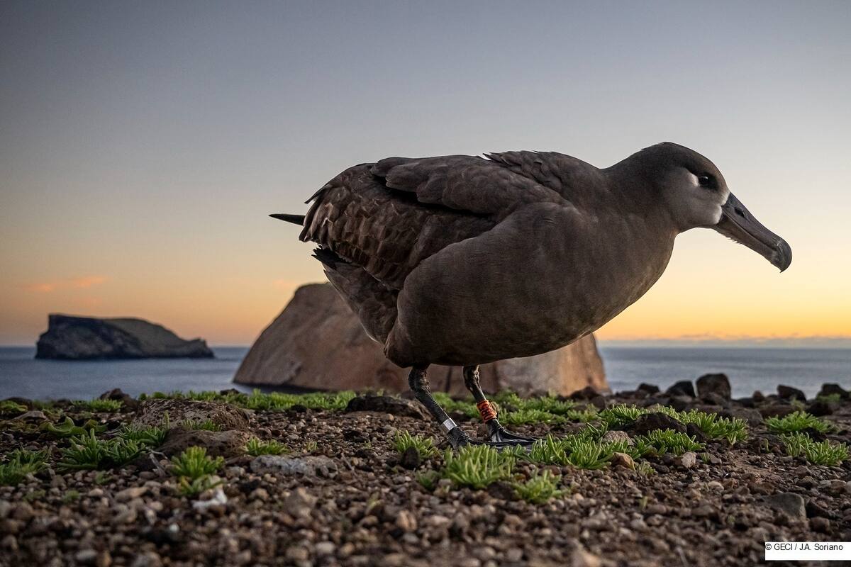Regresa el primer albatros patas negras criado en la Reserva de la Biosfera Isla Guadalupe