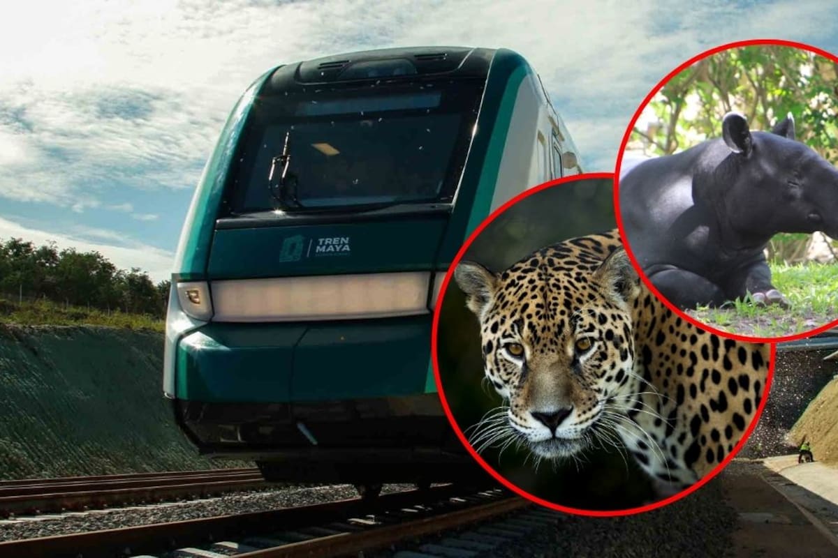 Defensa implementará plan integral para monitorear, rescatar y reubicar fauna silvestre afectada por el Tren Maya, priorizando trato digno y prevención de accidentes