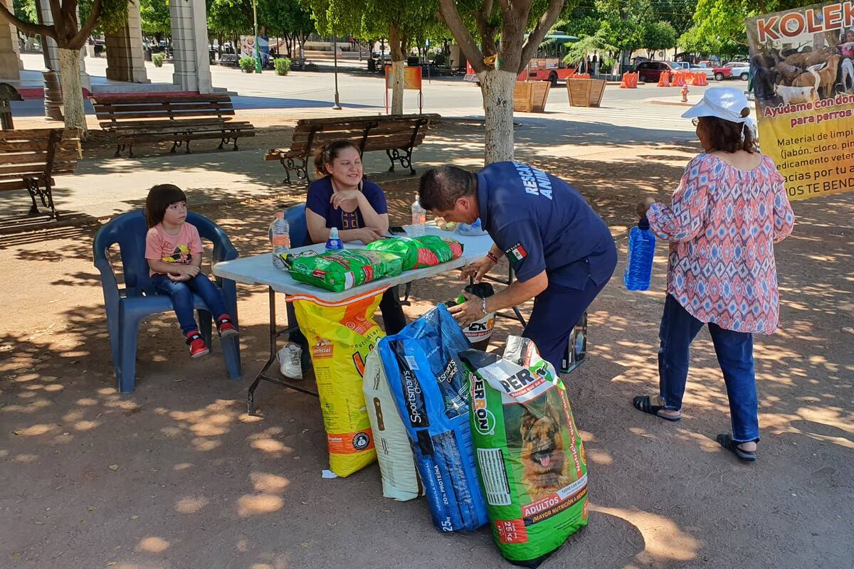 Hermosillo: Organizan KolekTon para ayudar a más de 150 perritos