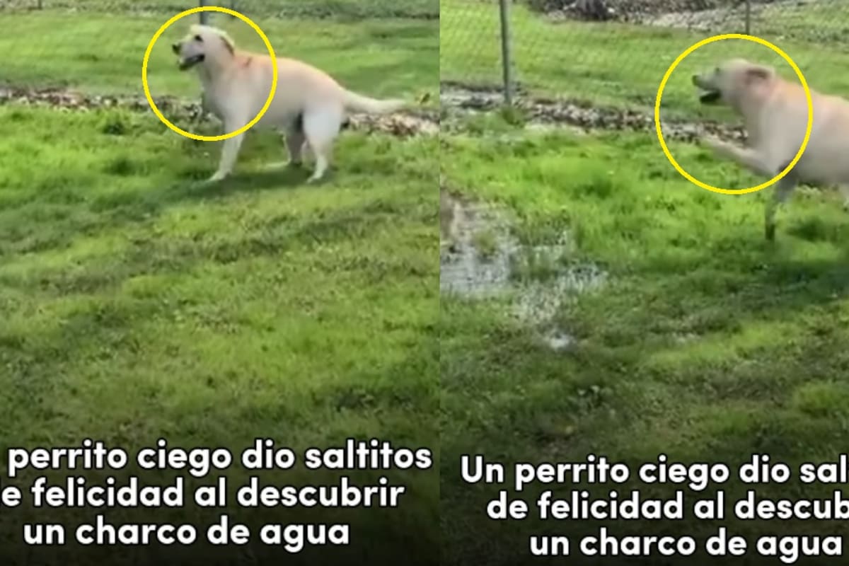 “Es lo más lindo que vi hoy”: perrito ciego enternece al saltar de alegría al descubrir un charco de agua