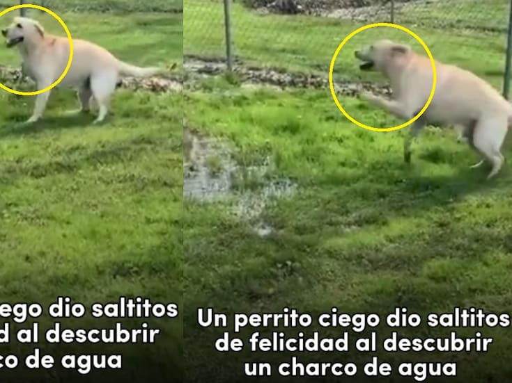 “Es lo más lindo que vi hoy”: perrito ciego enternece al saltar de alegría al descubrir un charco de agua