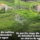 “Es lo más lindo que vi hoy”: perrito ciego enternece al saltar de alegría al descubrir un charco de agua