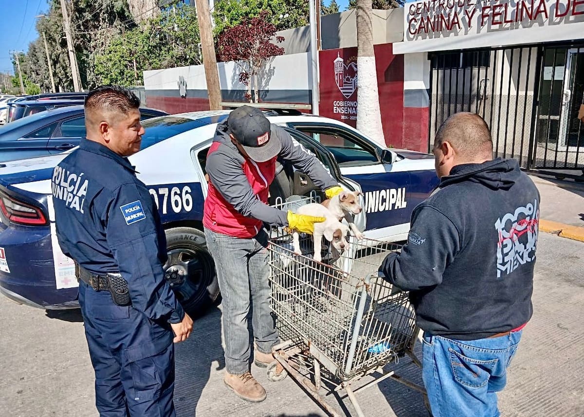 Al arribo de las autoridades localizaron a cuatro cachorros de raza criolla, quienes se encontraban sin resguardo ni supervisión. Foto: Cortesía