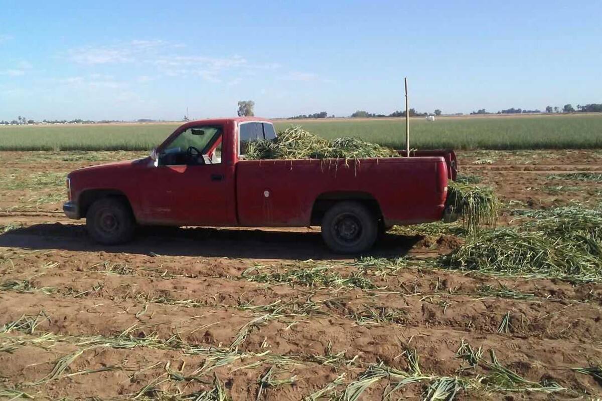Soprende encargado de campo agrícola en Costa de Hermosillo a ladrones robando diésel y herramienta