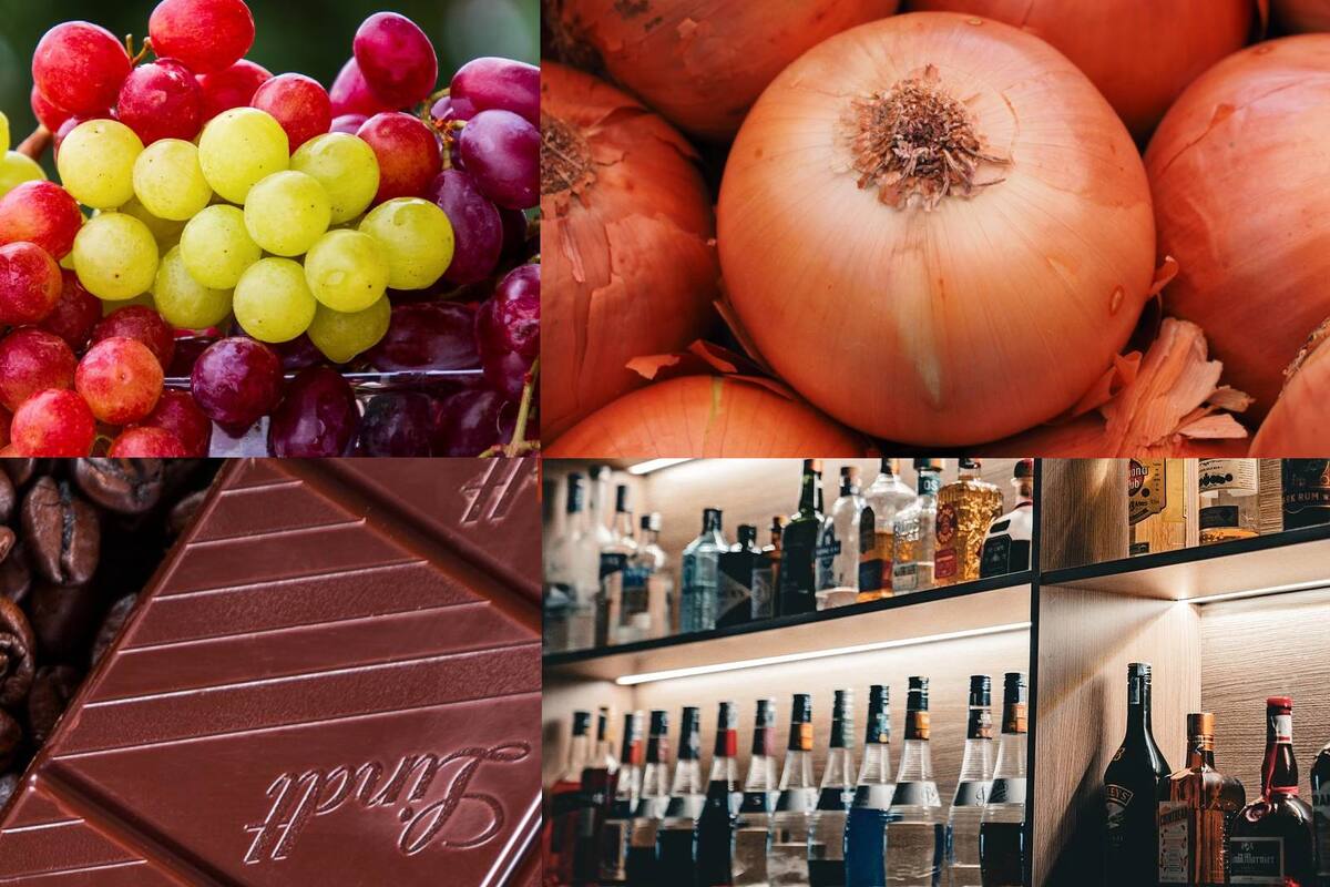 ¡Anota!: Estos son diez alimentos prohibidos para los perros