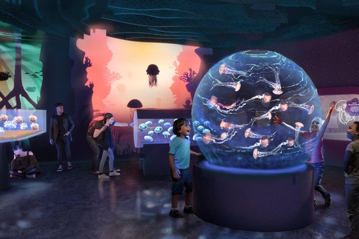 Experiencia de medusas abrirá en SeaWorld San Diego