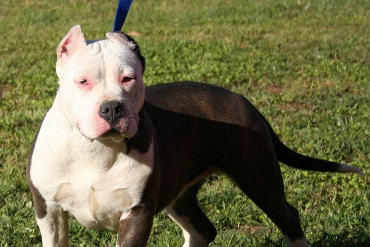Queda en promesas registro de perros de razas peligrosas