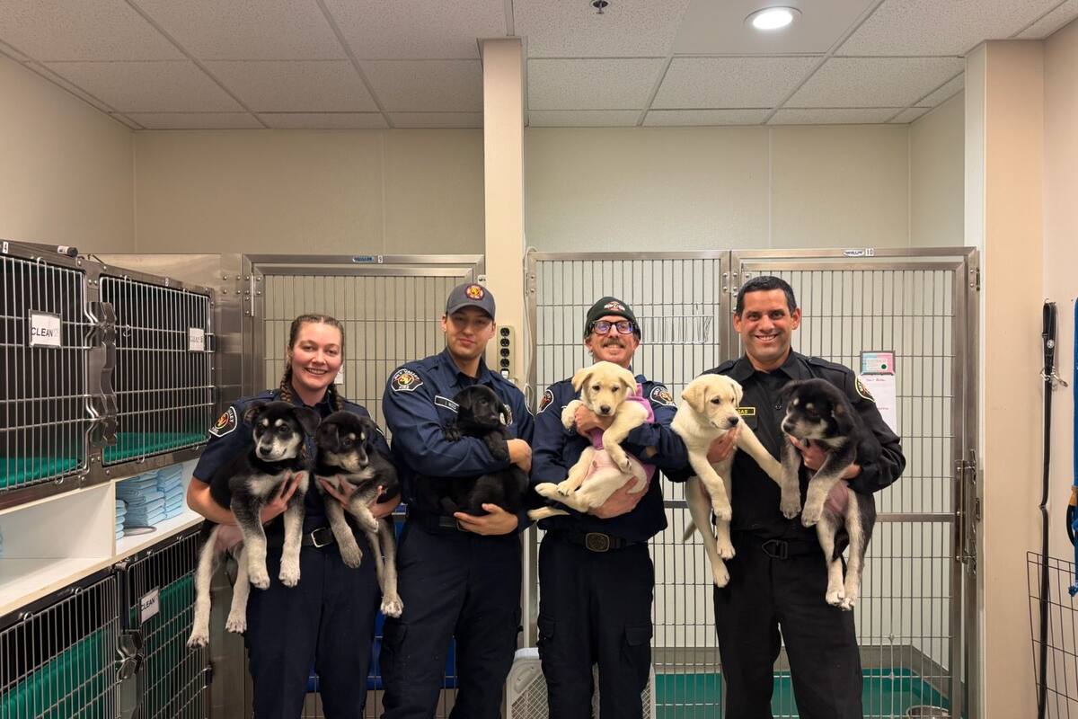 Bomberos reviven a seis cachorros intoxicados por fentanilo en Washington