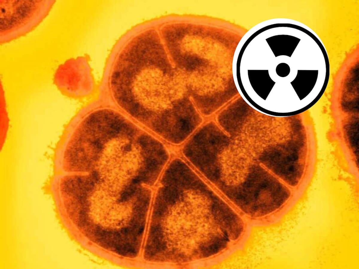 La clave de su resistencia radica en un conjunto de metabolitos simples que, al combinarse con manganeso, forman un antioxidante altamente efectivo. Foto: EFE/Canva/USU/Michael Daly