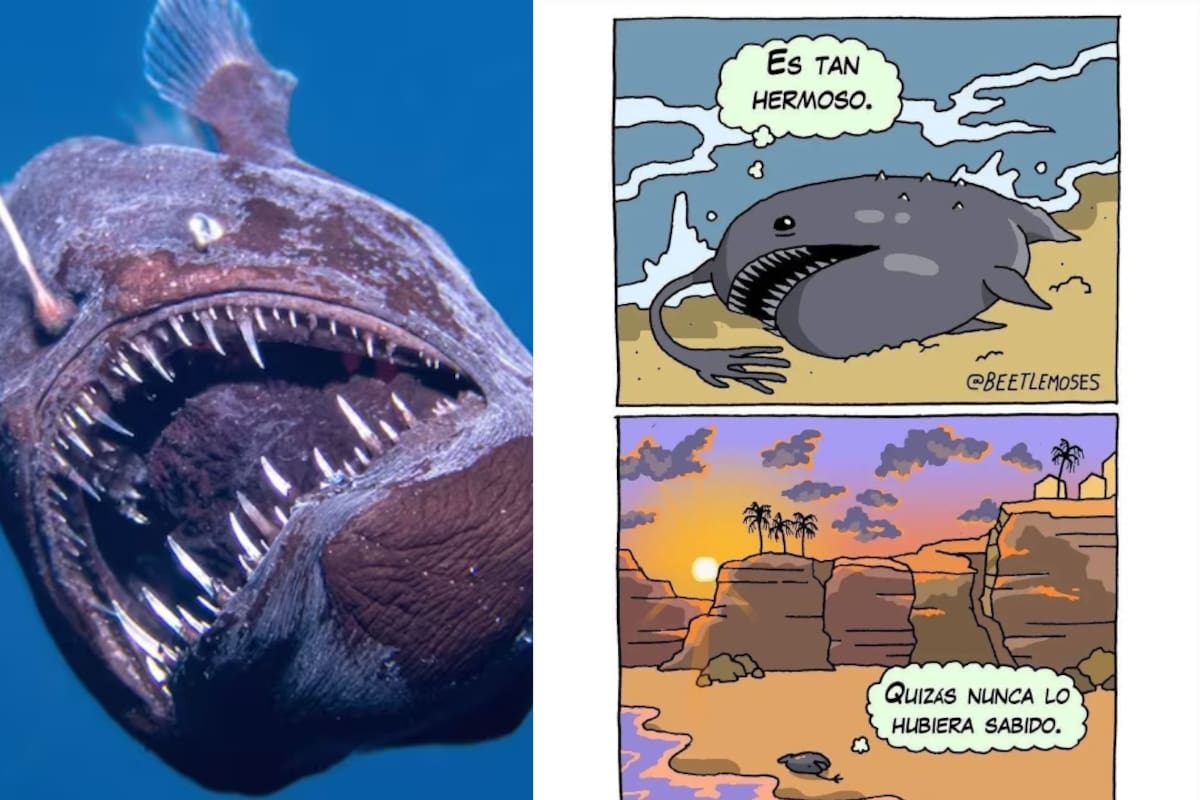 Muere el pez diablo avistado hace unos días: así reaccionaron las redes