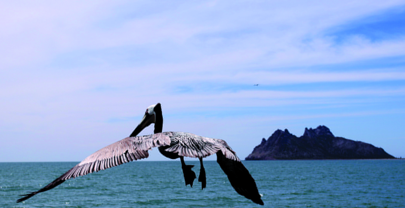 EN EL MAR...
Un pelícano alza el vuelo desde el muelle de Bahía de Kino al fondo la isla de Alcatraz.