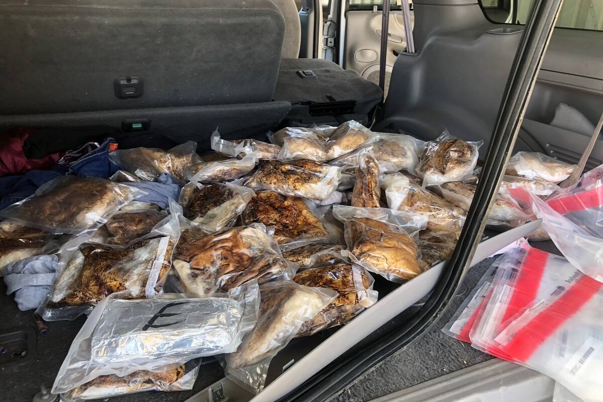 Hallan cargamento de droga en asientos de un auto