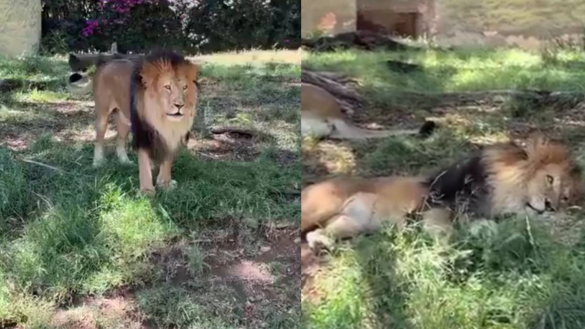Video muestra a visitante lanzando una piedra a un león en el Zoológico de Guadalajara; usuarios exigen sanción