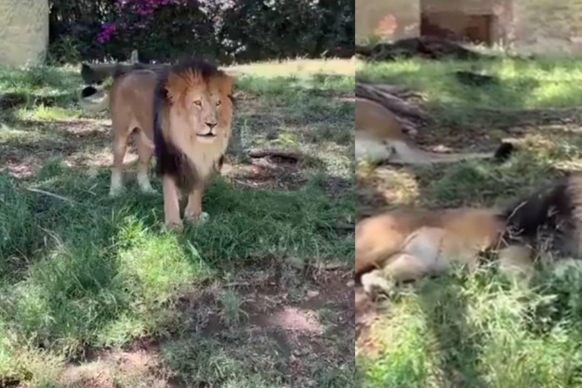 Video muestra a visitante lanzando una piedra a un león en el Zoológico de Guadalajara; usuarios exigen sanción
