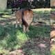 Video muestra a visitante lanzando una piedra a un león en el Zoológico de Guadalajara; usuarios exigen sanción