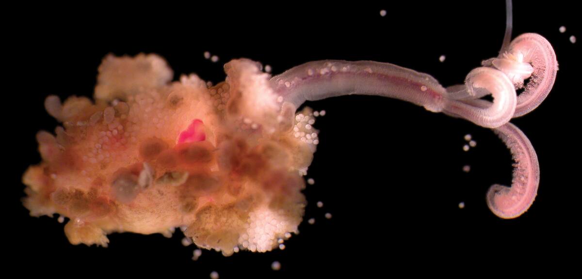 Osedax | Foto por The Natural History Museum/Alamy Stock Photo