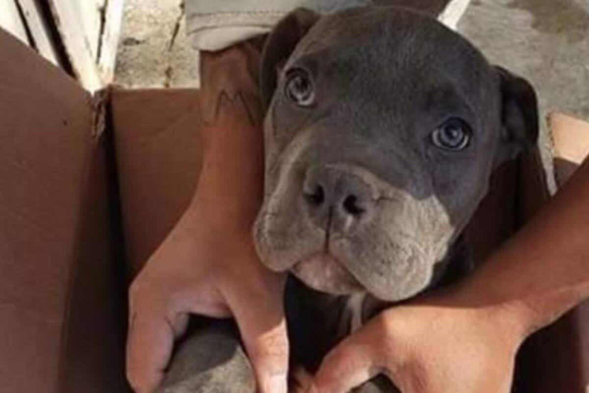 Niño da a su perrito en adopción porque su papá lo maltrataba