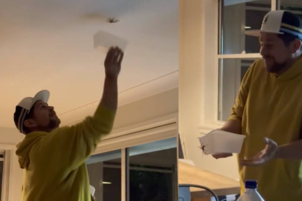 VIDEO | Sujeto se arma de valor al intentar atrapar una araña en su casa, pero el resultado fue TERRIBLE