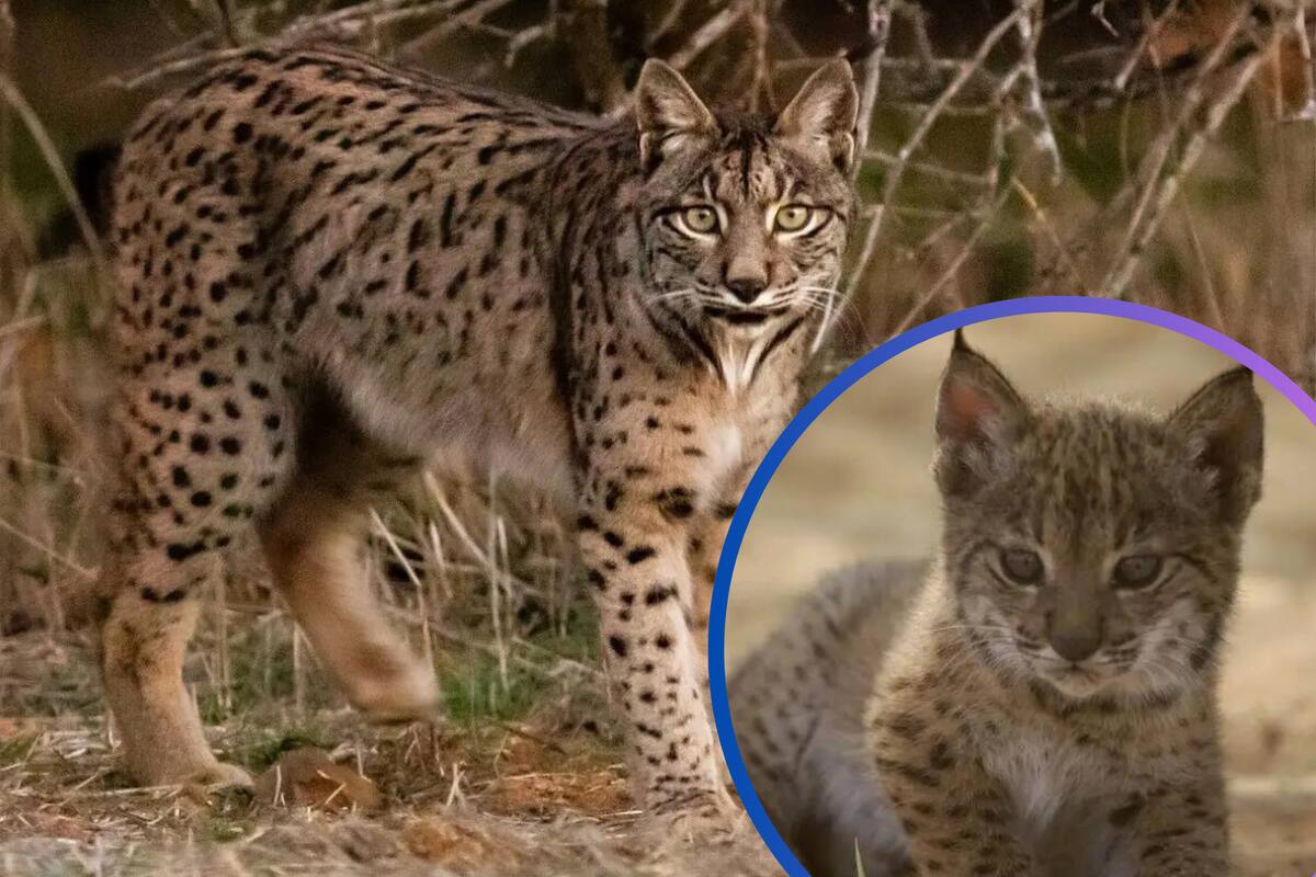 Se logró salvar al lince ibérico de la extinción, ahora lo cuidan con “vallas virtuales”