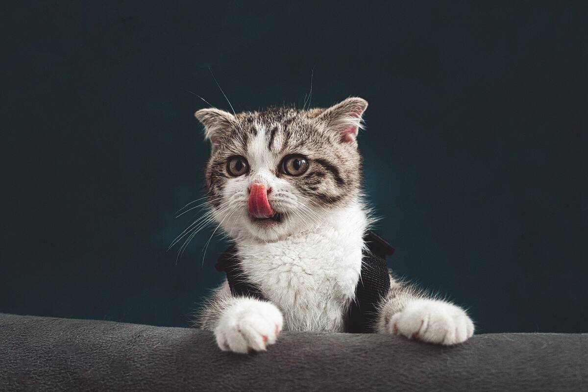 Cómo un gato salvó a una gran cantidad de personas de morir quemadas vivas