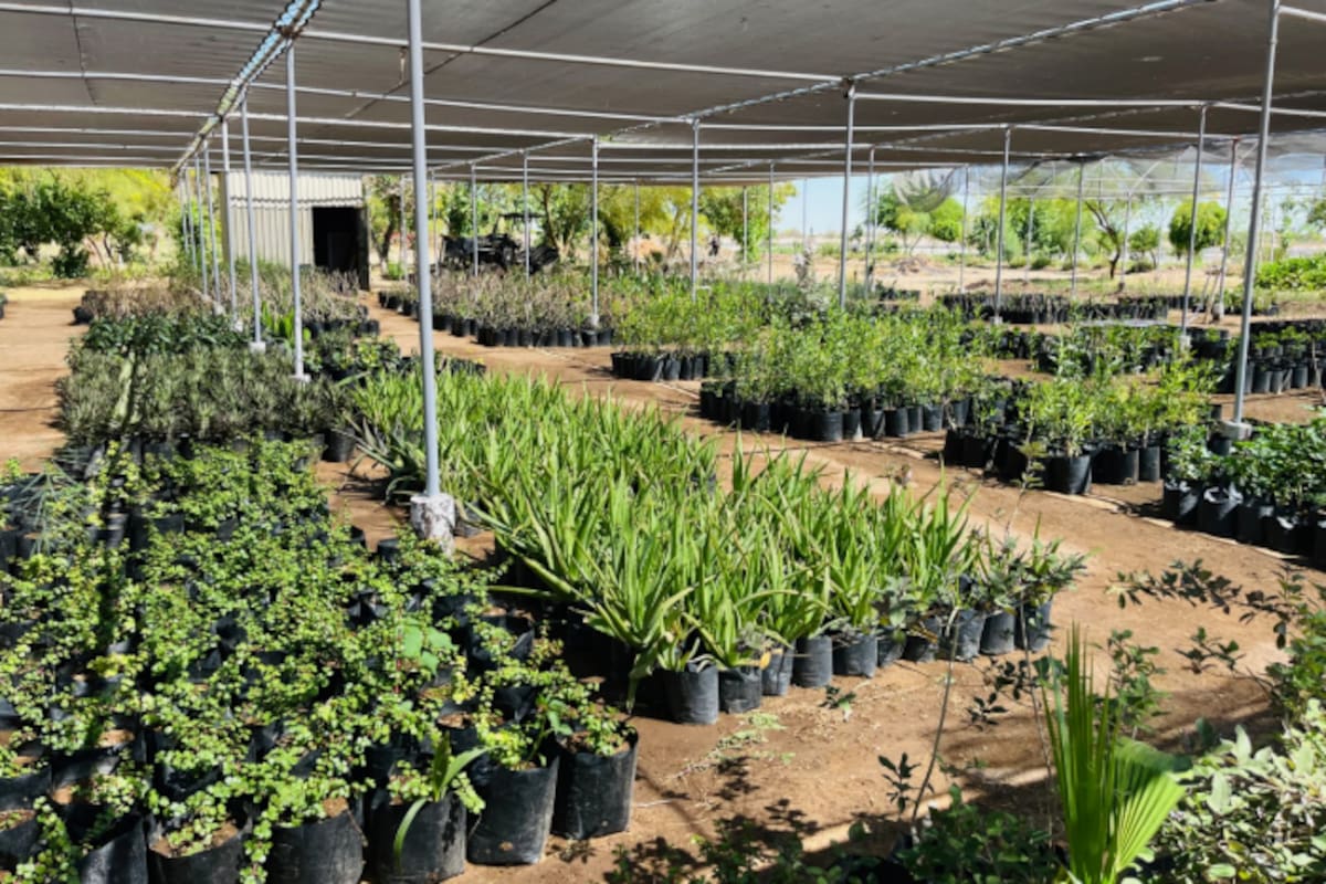 Regalan plantas en SLRC para impulsar áreas verdes en la ciudad