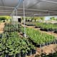 Regalan plantas en SLRC para impulsar áreas verdes en la ciudad
