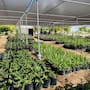 Regalan plantas en SLRC para impulsar áreas verdes en la ciudad