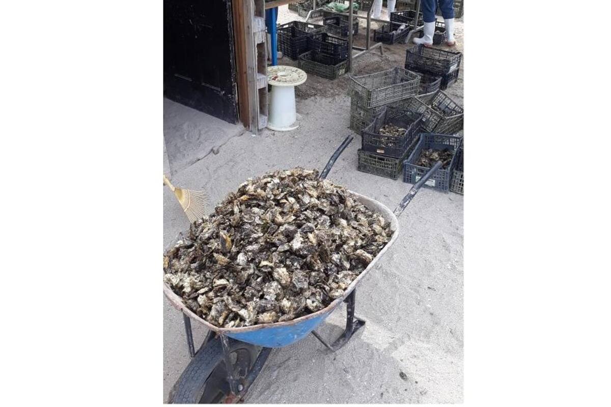 Contaminación al Sur de Guaymas causa la muerte de 400 mil ostiones y peces