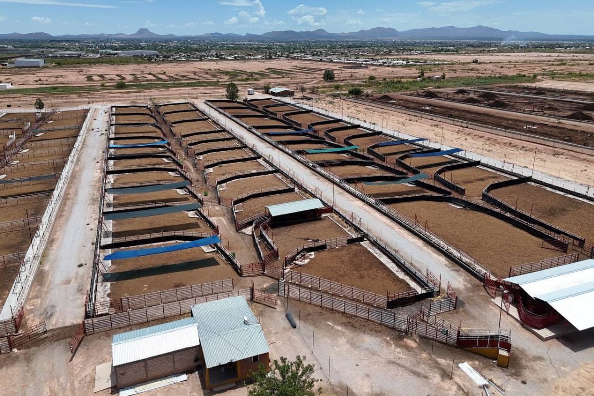 Tras detectar lesiones en un becerro, prevén reanudar el martes el envío de ganado a Estados Unidos por Agua Prieta si los análisis descartan fiebre aftosa