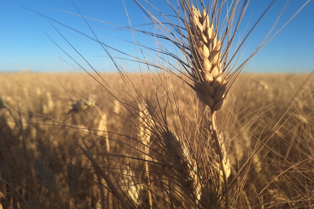 Productores del Sur de Sonora aceptan el precio de garantía del trigo