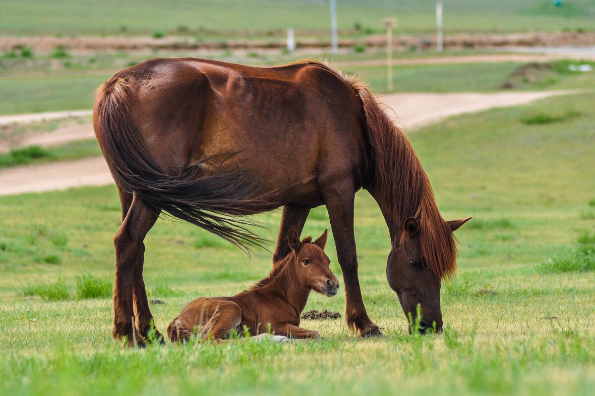 Extraño virus mortal está matando caballos en Sonora y podría afectar a humanos: Autoridades