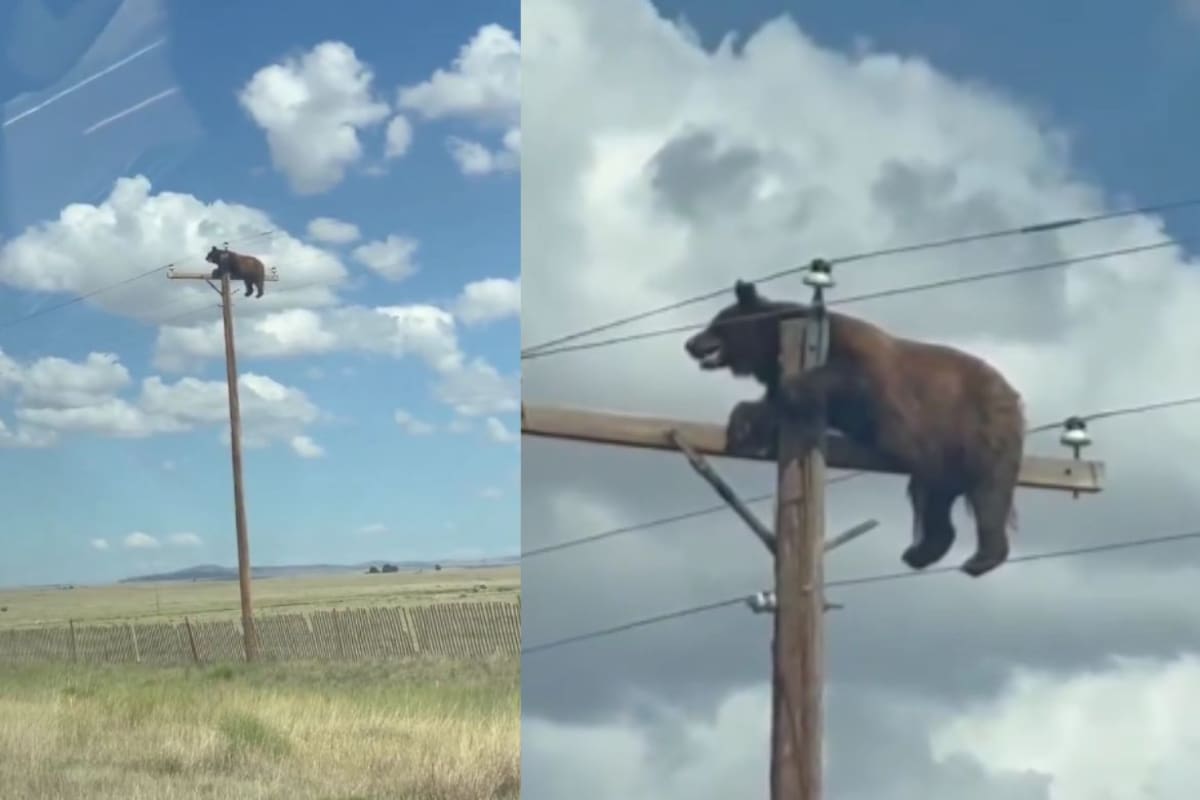 Oso muere electrocutado en Nuevo México después de trepar a un poste eléctrico; el video viral muestra el momento en que quedó atrapado y las autoridades advirtieron que un rescate era imposible