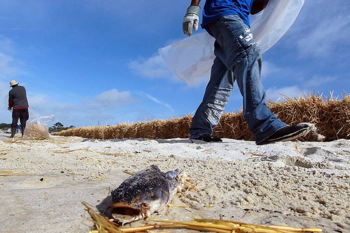 "Zona muerta" del Golfo de México: la preocupante expansión de esta área en
la que la vida marina es imposible