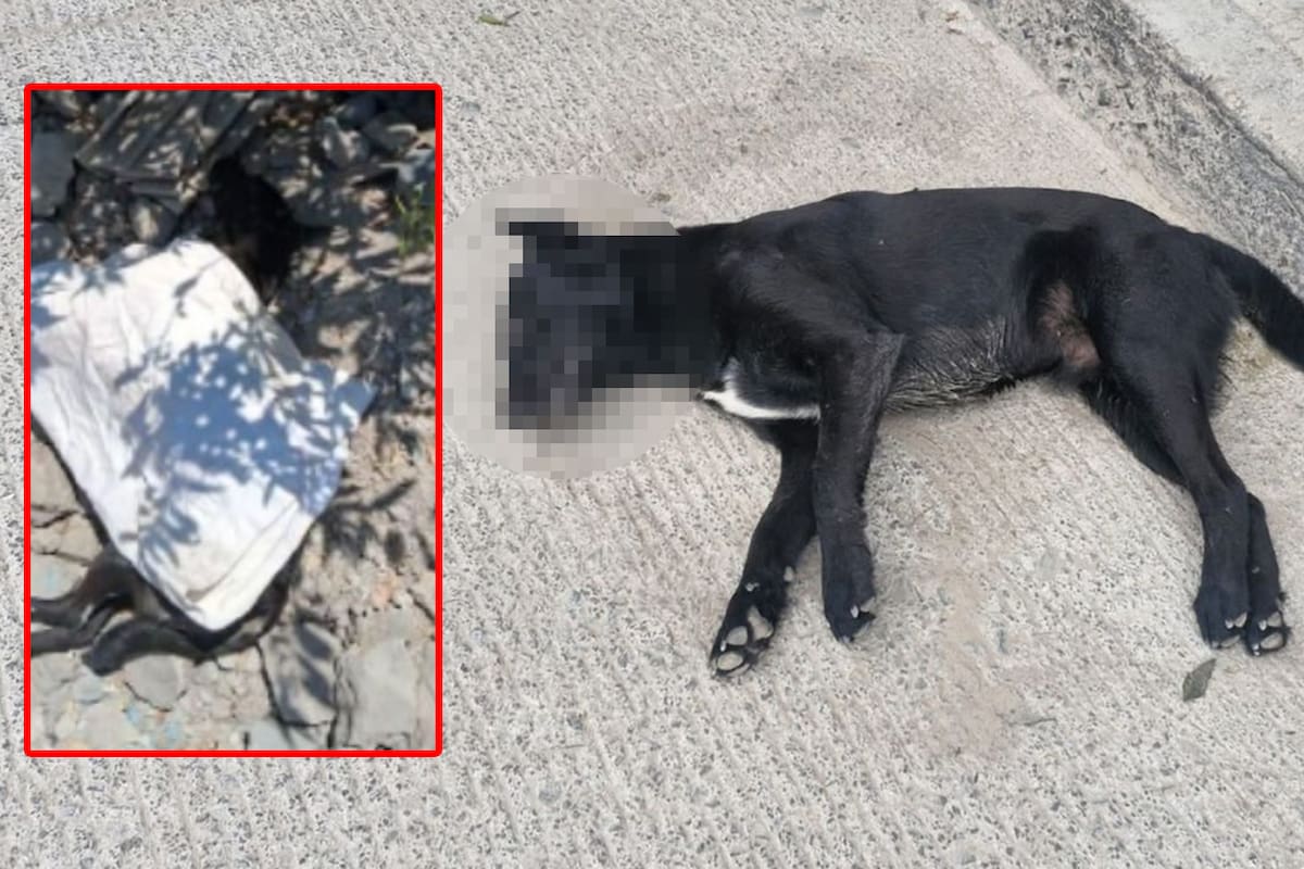 Localizan a 8 mascotas envenenadas en colonia Nueva Tijuana