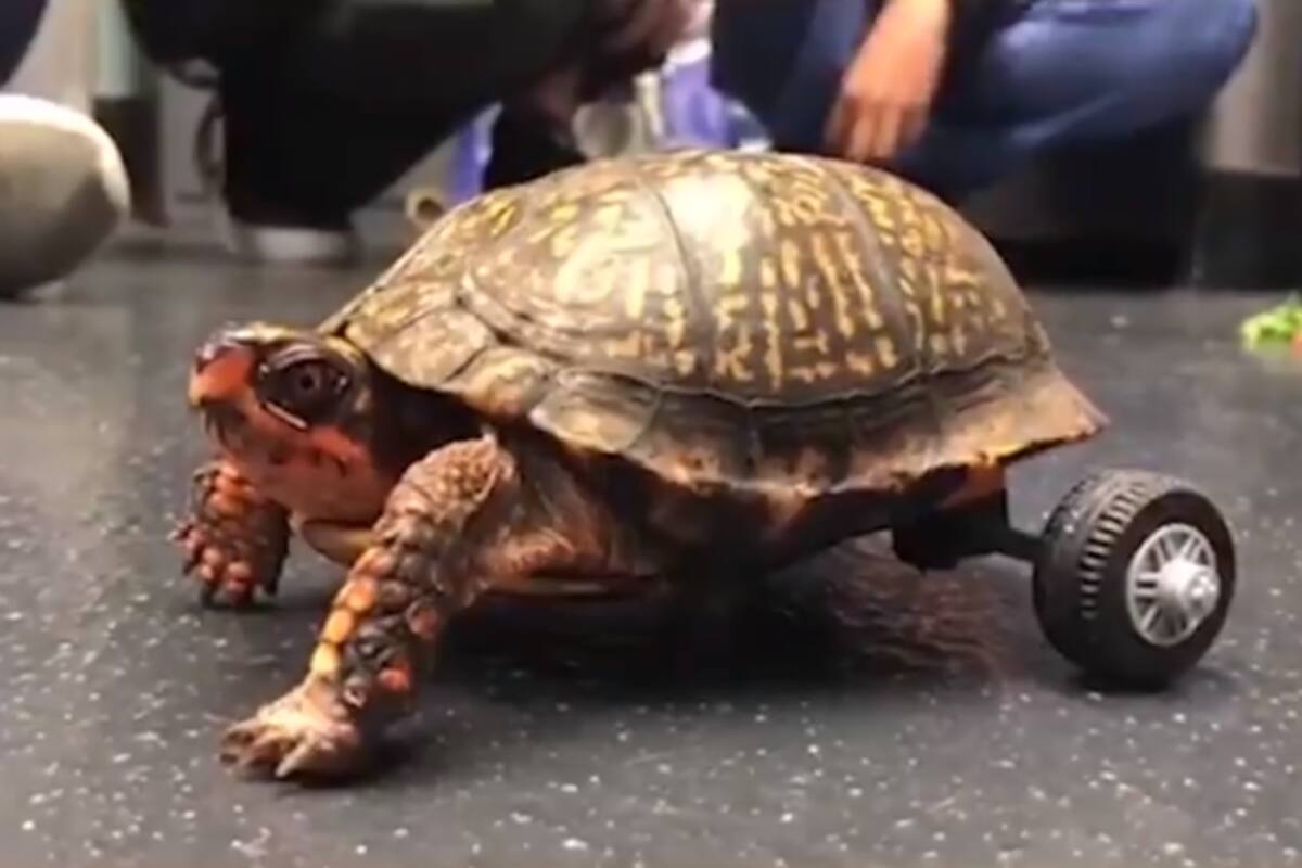 Pedro la tortuga que volvió a moverse gracias a Legos