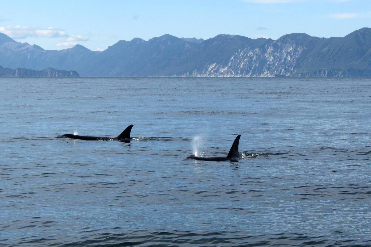 Orca persigue lancha en Sinaloa