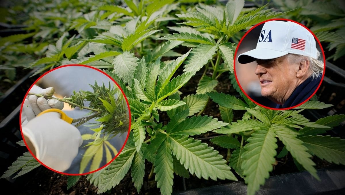 El presidente de Estados Unidos confirmó que su gobierno evalúa reclasificar la marihuana como una droga menos peligrosa, lo que podría impactar en la investigación médica y en la industria del cannabis legal.