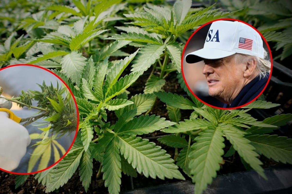 Gobierno de Trump evalúa reclasificar la marihuana en Estados Unidos y sacarla de la categoría de drogas más peligrosas, tras años sin cambios en la ley federal