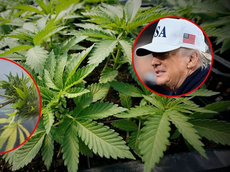 Gobierno de Trump evalúa reclasificar la marihuana en Estados Unidos y sacarla de la categoría de drogas más peligrosas, tras años sin cambios en la ley federal