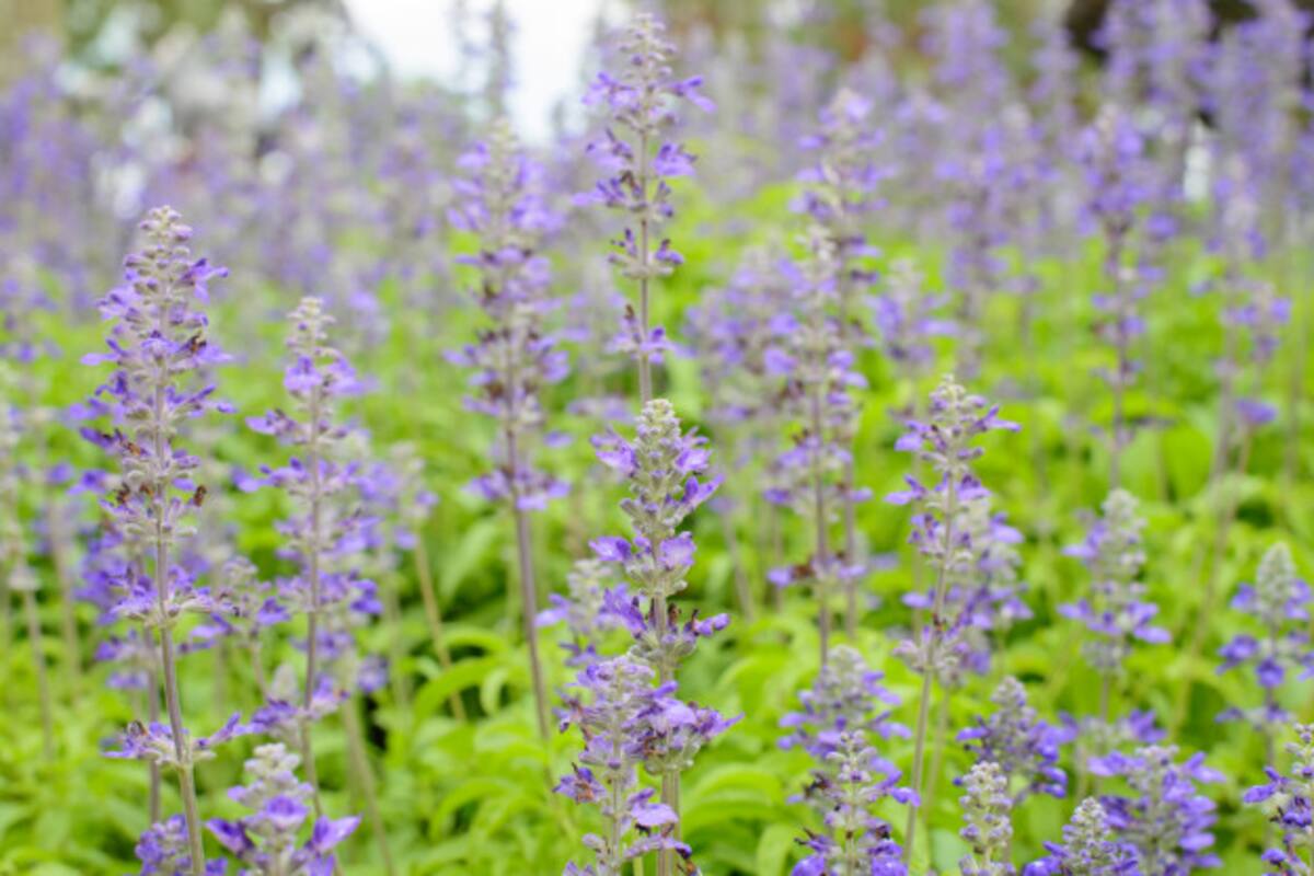 Salvia, la planta medicinal que debes tener en casa por sus beneficios