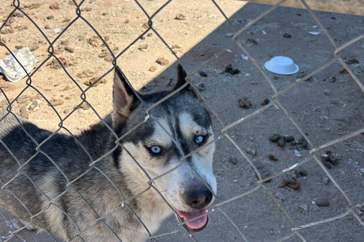 Rescatan a perrito husky en Mexicali tras denuncia por presunto maltrato animal