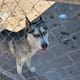 Rescatan a perrito husky en Mexicali tras denuncia por presunto maltrato animal