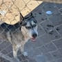 Rescatan a perrito husky en Mexicali tras denuncia por presunto maltrato animal