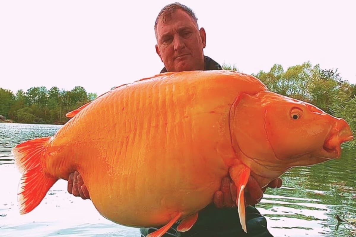 Muere el pez dorado más grande del mundo: Homenajes llenan el recuerdo del gigante naranja