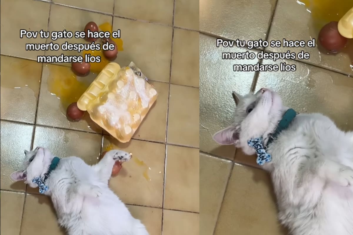 Gato se hace el muerto frente a su dueño tras romper los huevos de la despensa