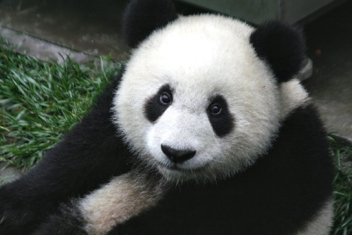 Tratan por 10 años que pandas se apareen en zoológico, solo necesitaban privacidad