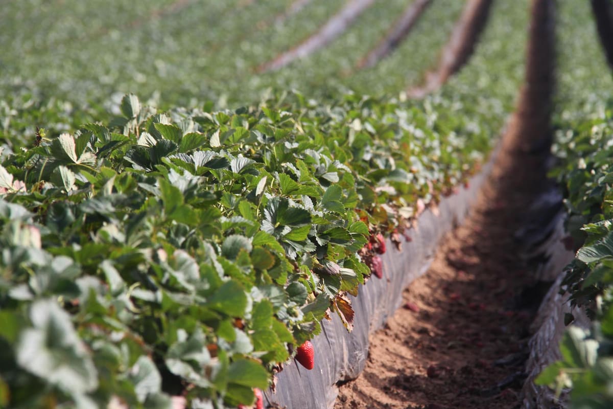 Cultivo de fresa arrojó una producción de más de 93 mil toneladas