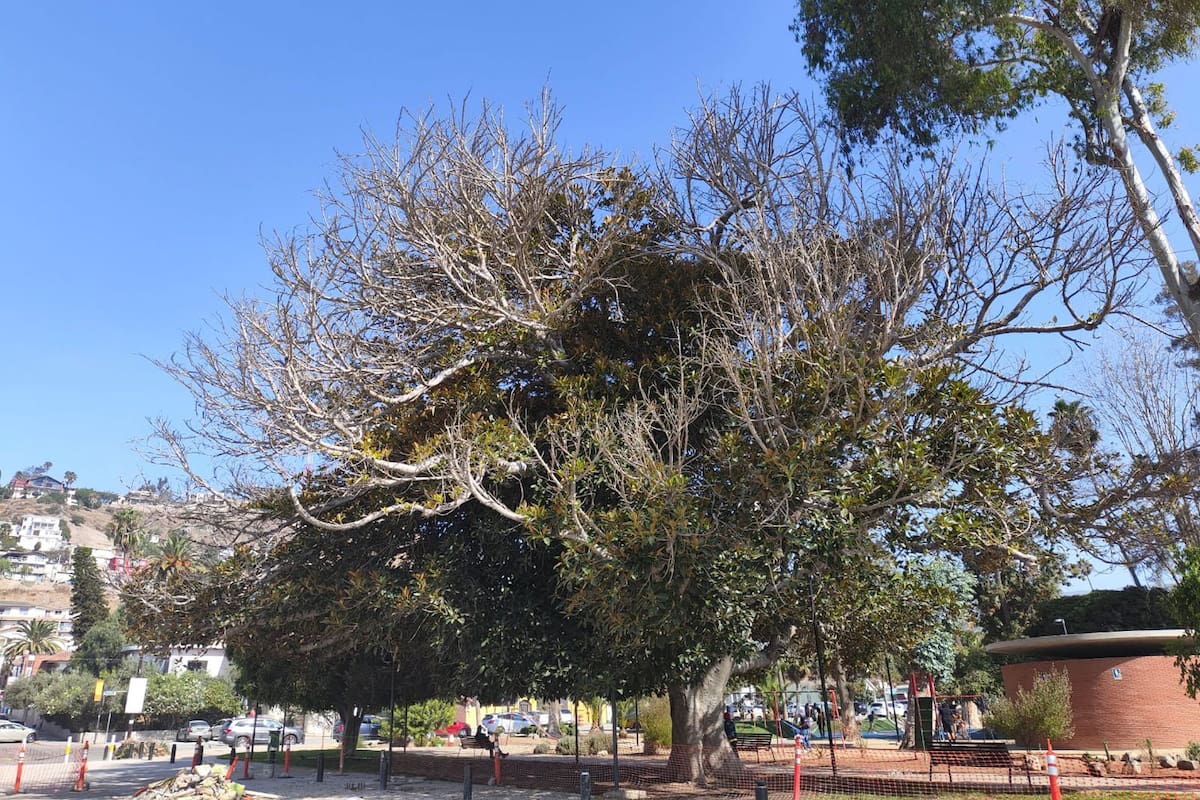 Harán poda mínima a ‘árbol de hule’ en Parque Revolución de Ensenada