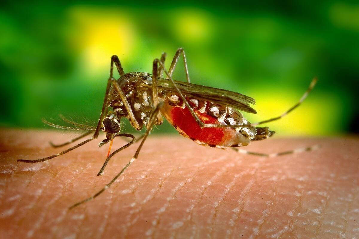 Estudio sugiere que infección por dengue causa "cierto nivel de inmunidad contra el Covid-19"