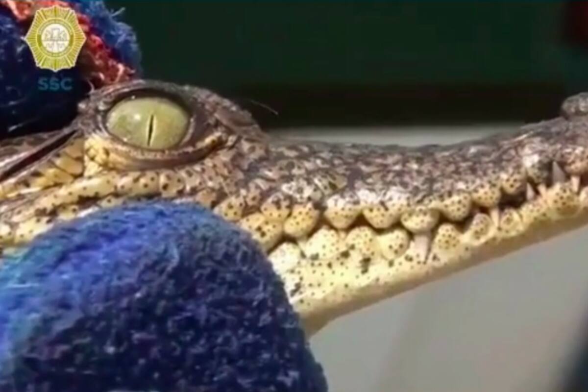 Rescatan a cocodrilo que deambulaba en la colonia Morelos, CDMX